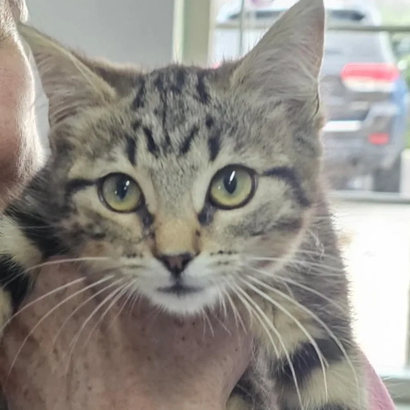 A baby medium-sized female Tabby (Brown / Chocolate) Domestic Short Hair cat named Peanut for adoption in Toledo, OH