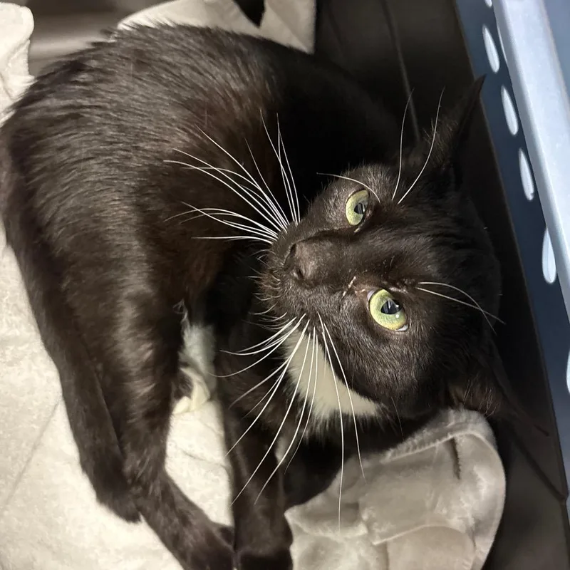 An adult large-sized male Black Domestic Short Hair cat named Italian Man for adoption in York, PA