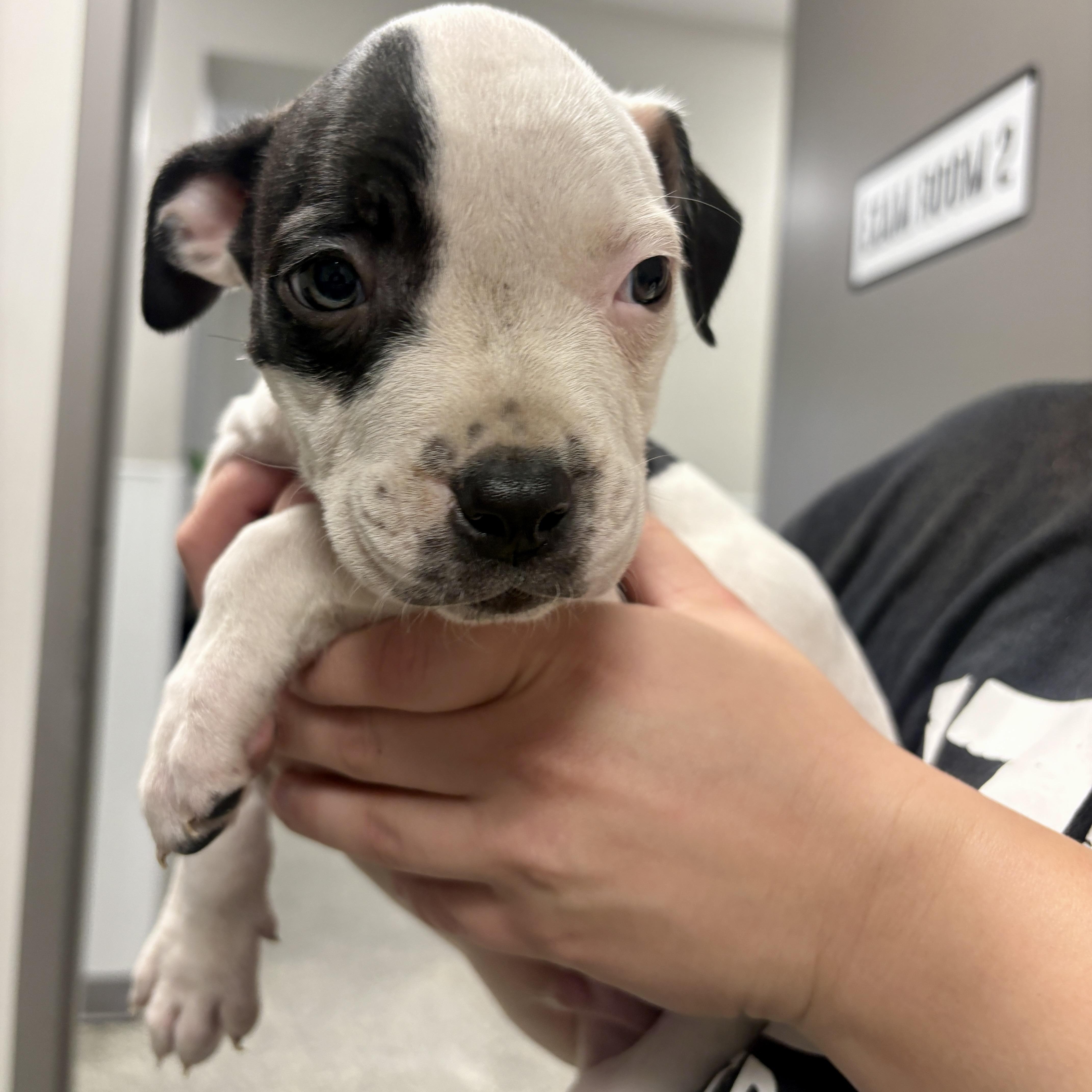 A baby large-sized male White / Cream Pit Bull Terrier dog named Coop for adoption in Detroit, MI