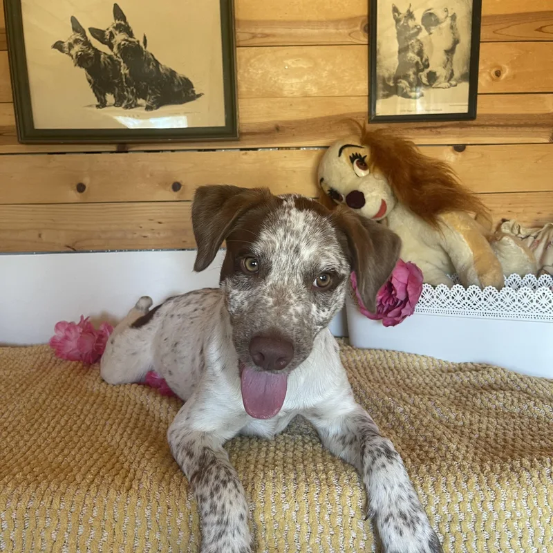 A baby large-sized female White / Cream German Shorthaired Pointer dog named Tanya for adoption in Vacaville, CA