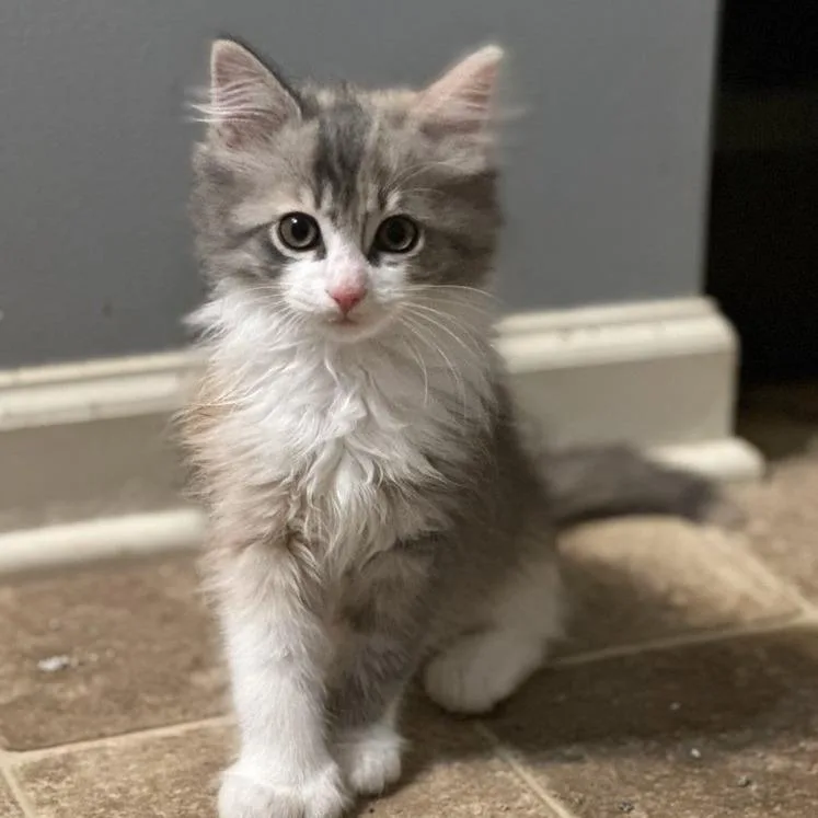A baby small-sized female Domestic Long Hair cat named Memphis for adoption in Woodstock, GA