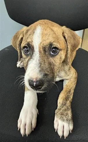 A baby small-sized male Pit Bull Terrier dog named Little Tiger for adoption in Corpus Christi, TX