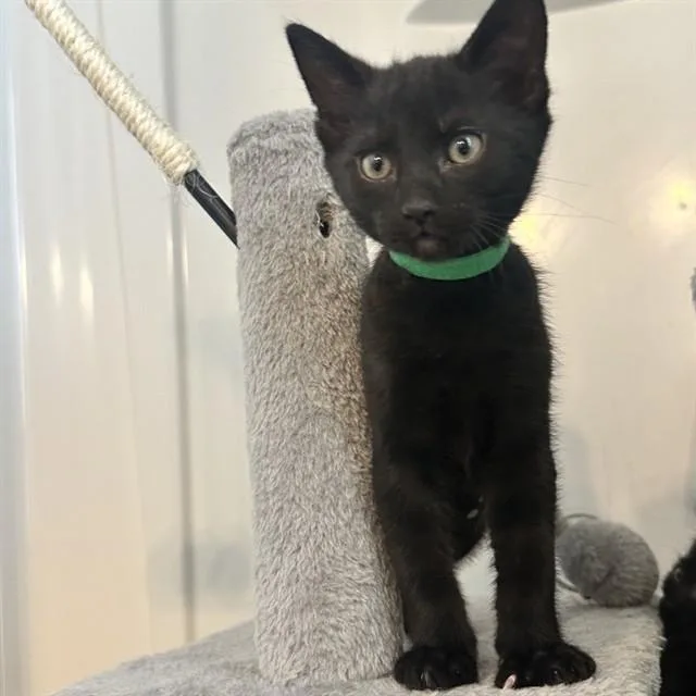 A baby small-sized male Domestic Medium Hair cat named Rebel for adoption in Auburn, CA