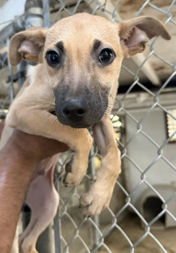 A baby small-sized male Chihuahua dog named Teddy for adoption in Manhattan, NY