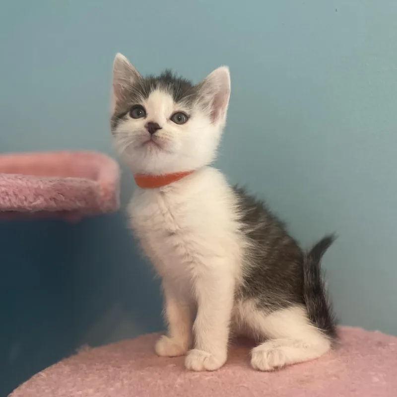 A baby small-sized female White Domestic Short Hair cat named Marble for adoption in Fairfax Station, VA