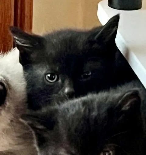 A baby medium-sized male Black Domestic Short Hair cat named Goby for adoption in Port Washington, WI