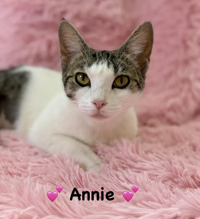 A young medium-sized female White Domestic Short Hair cat named Annie for adoption in Copley, OH