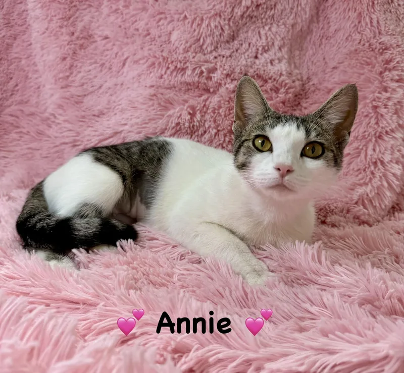 Annie thumbnail 3