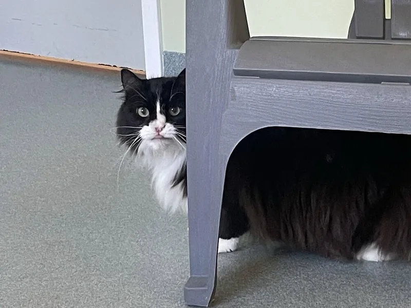 A senior medium-sized male Black & White / Tuxedo Domestic Long Hair cat named Boo for adoption in Trenton, ME