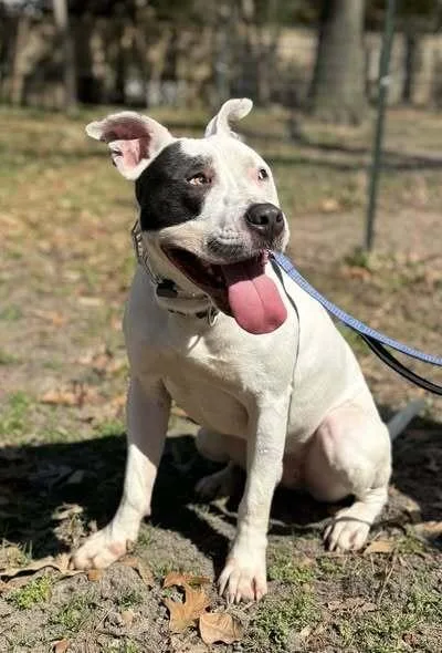 Wishbone thumbnail 3