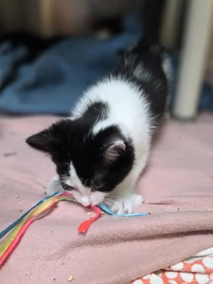 A baby small-sized male Domestic Short Hair cat named Blue Buffalo for adoption in Westland, MI