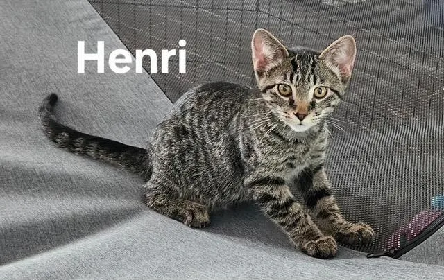 A baby medium-sized male Domestic Short Hair cat named Henri for adoption in Zimmerman, MN