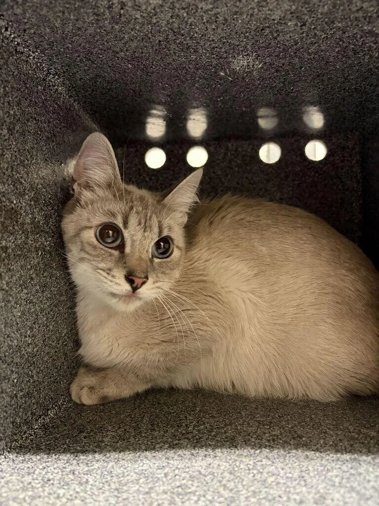 A young small-sized female Tabby (Gray / Blue / Silver) Domestic Short Hair cat named Ralph for adoption in Fruit Heights, UT