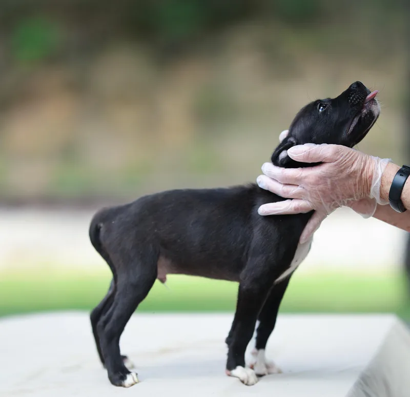 A baby medium-sized male Black Labrador Retriever dog named Woody for adoption in Lucedale, MS