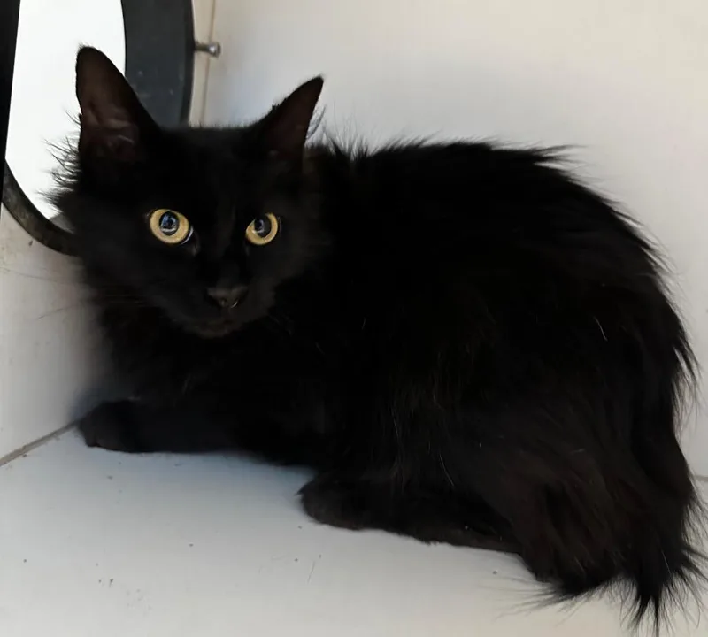 Toothless