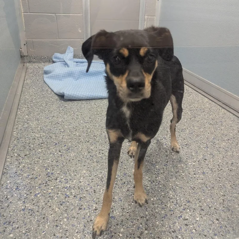 A young small-sized female Black Mixed Breed dog named Peanut for adoption in Charlottesville, VA