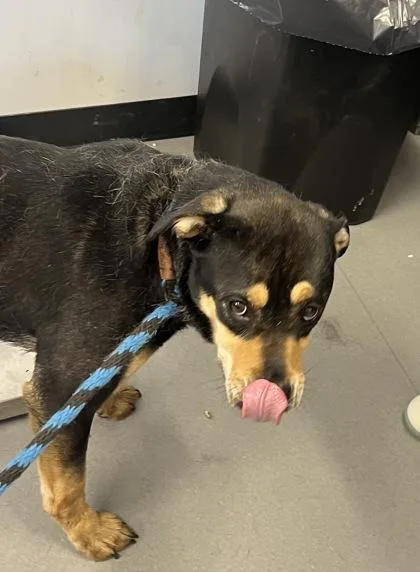 An adult large-sized female Mixed Breed dog named Princess Xara for adoption in West Chester, PA