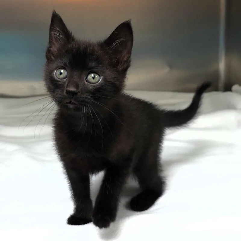 A baby small-sized female Black Domestic Short Hair cat named Dansby for adoption in Michigan City, IN