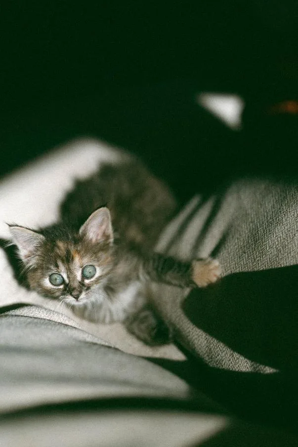 A baby small-sized female Domestic Medium Hair cat named Francis for adoption in Rochester, WA