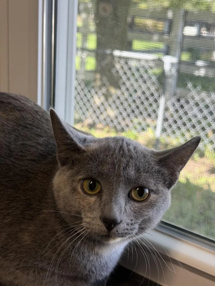 A young medium-sized female Domestic Short Hair cat named Raptor for adoption in Plymouth, MI