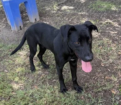 A young medium-sized male Labrador Retriever dog named Radley for adoption in Conway, SC