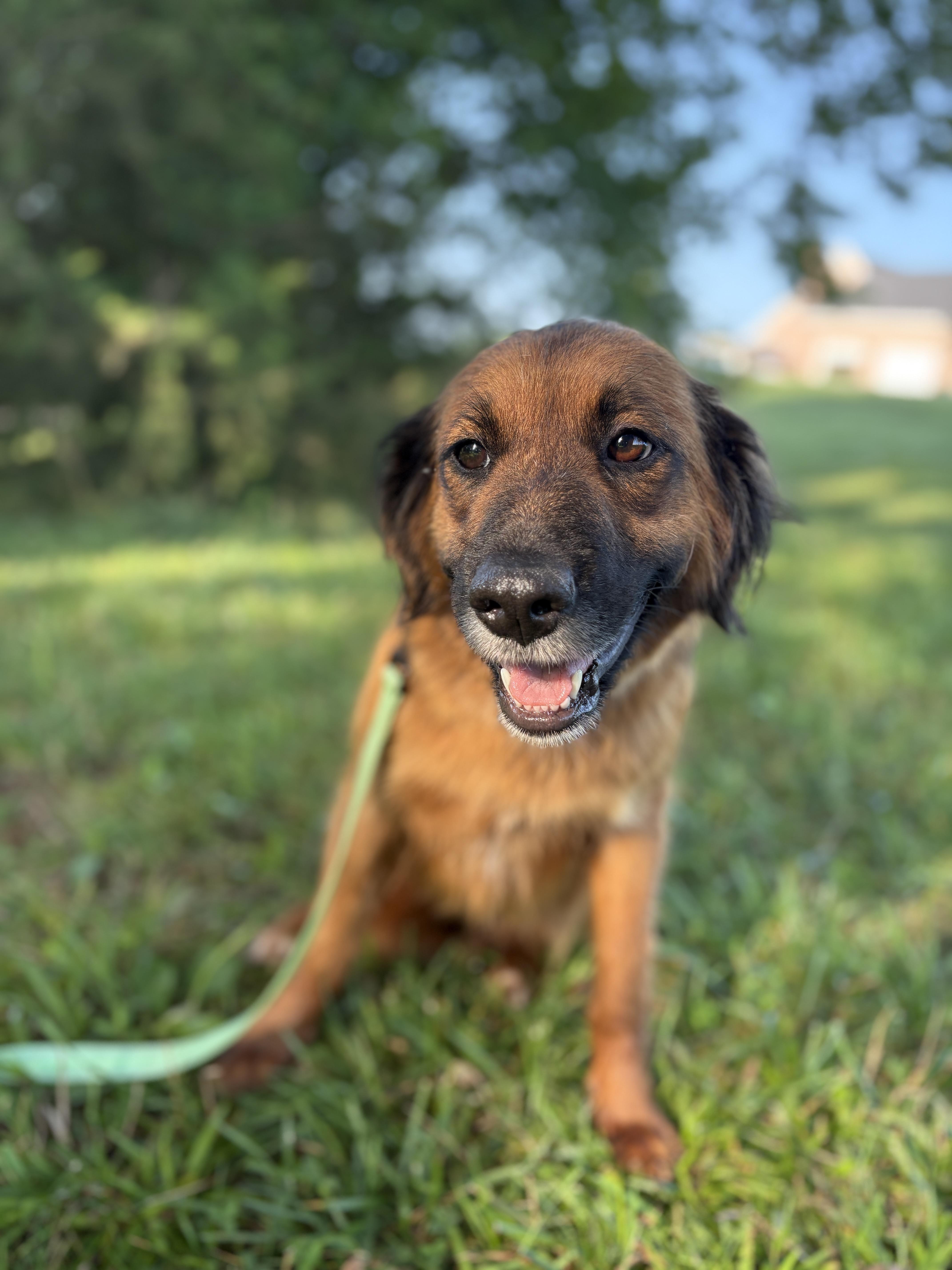 An adult large-sized female Brown / Chocolate Golden Retriever dog named Hope for adoption in Gradyville, KY