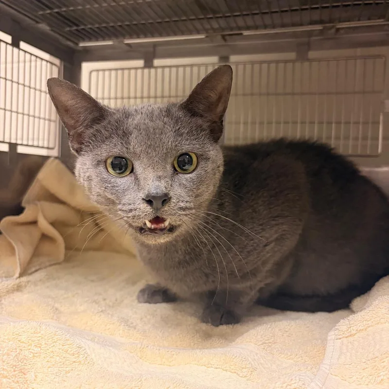 An adult large-sized female Domestic Short Hair cat named Marnie for adoption in Bristol, IN