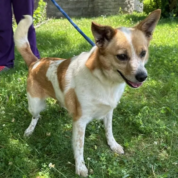 An adult small-sized female Chihuahua dog named Gabby for adoption in Latrobe, PA