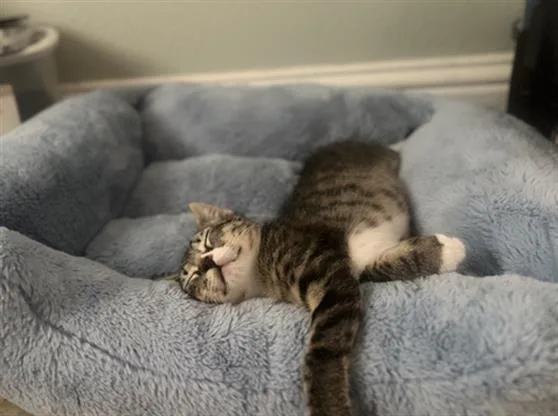 Sesame