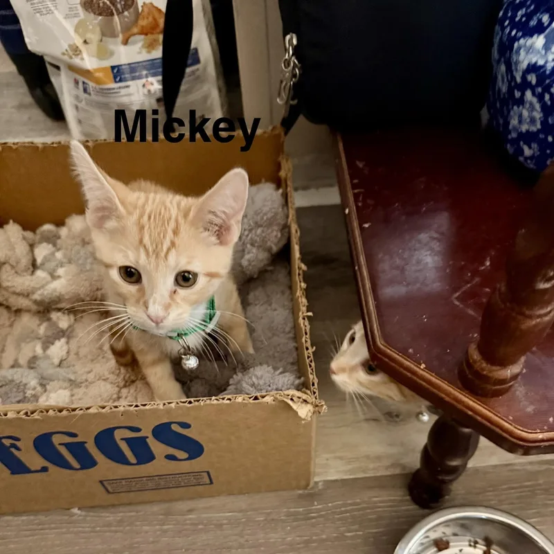 A baby small-sized male Domestic Short Hair cat named Mickey for adoption in Mesa, AZ