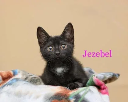A baby small-sized female Domestic Short Hair cat named Jezebel for adoption in Parma, OH
