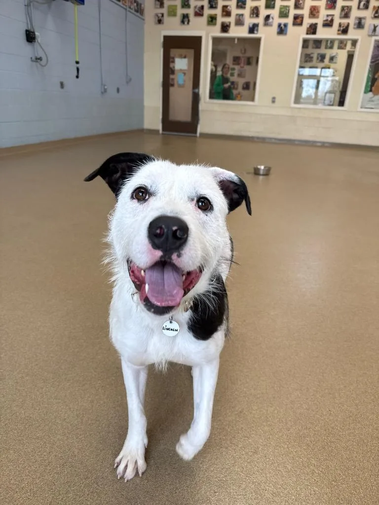 An adult large-sized male Terrier dog named Lincoln for adoption in North Syracuse, NY