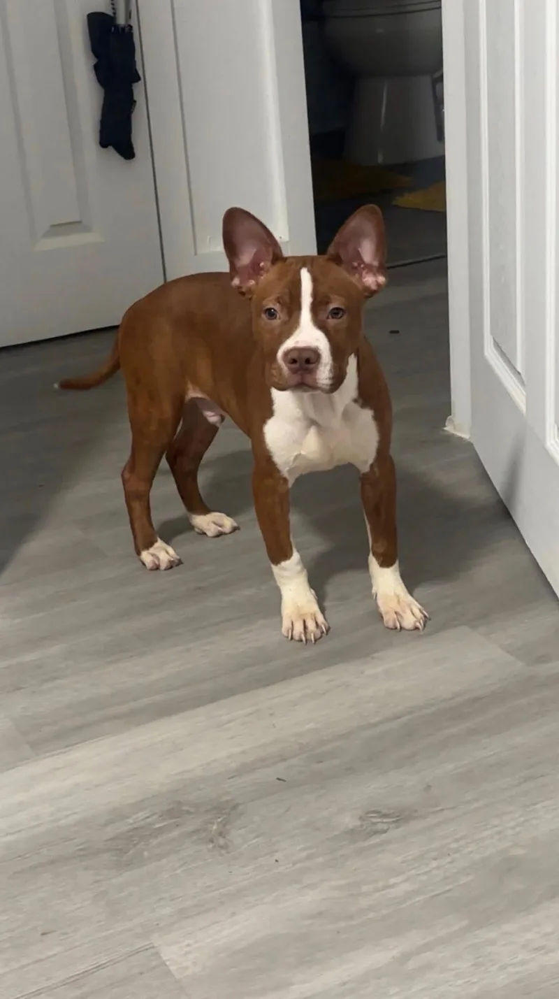 A young large-sized male American Staffordshire Terrier dog named Bobo for adoption in Dallas, TX