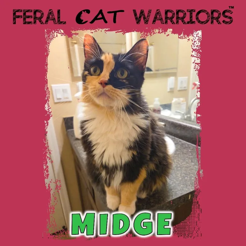 Midge
