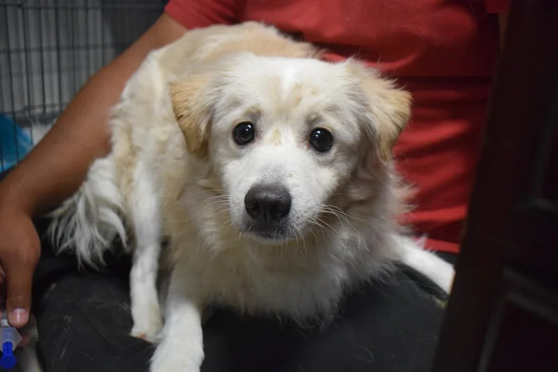 A young small-sized male Spaniel dog named Java for adoption in Pahrump, NV