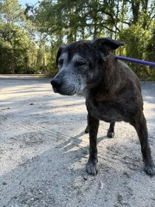 A senior large-sized female Hound dog named Sadie for adoption in Palm Coast, FL