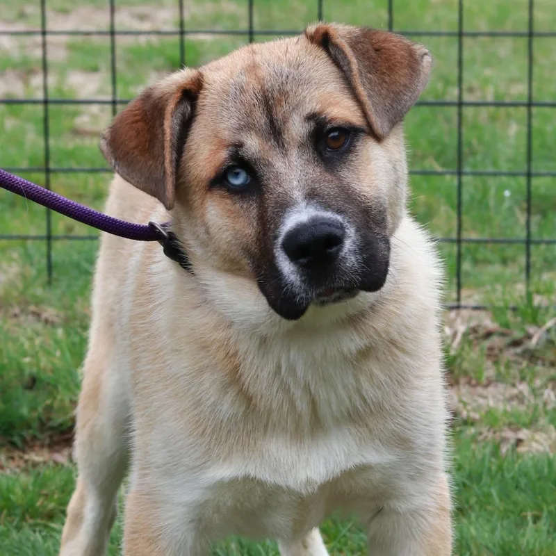 A baby large-sized male Brown / Chocolate Husky dog named Ct Dozer for adoption in Eastford, CT
