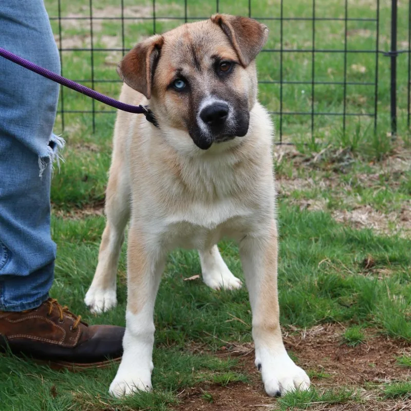 Ct Dozer thumbnail 2