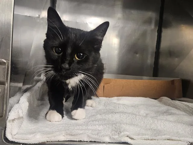 A young medium-sized female Domestic Short Hair cat named Skylar for adoption in Panama City, FL