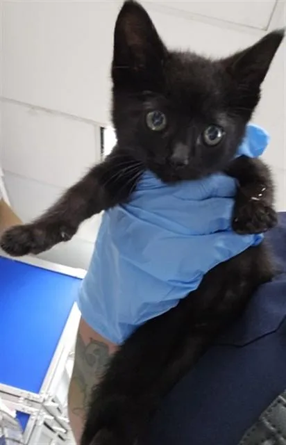 A baby small-sized male Domestic Short Hair cat named Kalel for adoption in San Bernardino, CA
