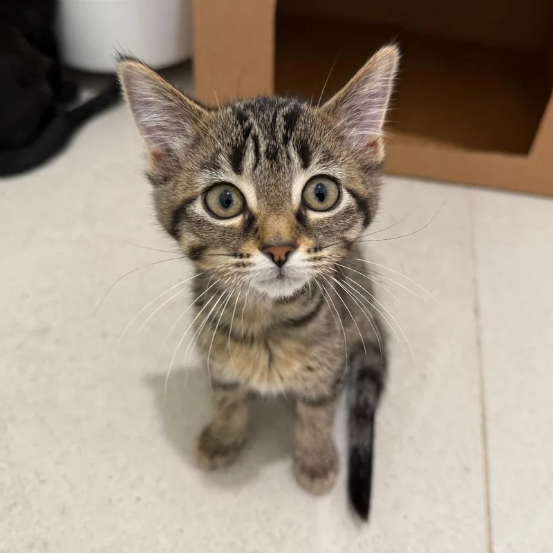A baby small-sized female Domestic Short Hair cat named Hailey for adoption in Wheeling, IL