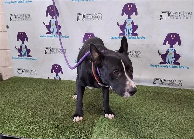 An adult large-sized male Pit Bull Terrier dog named Sylvester for adoption in Orlando, FL