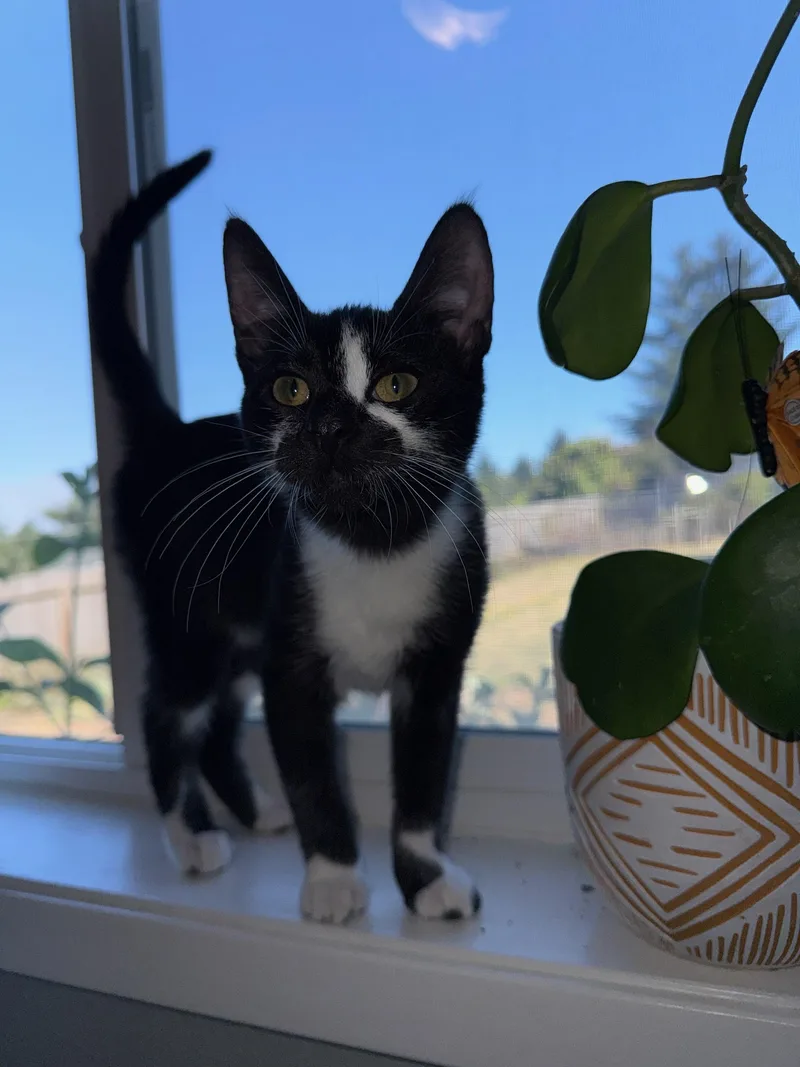 A young medium-sized female Black Domestic Short Hair cat named Joplin for adoption in Eureka, CA