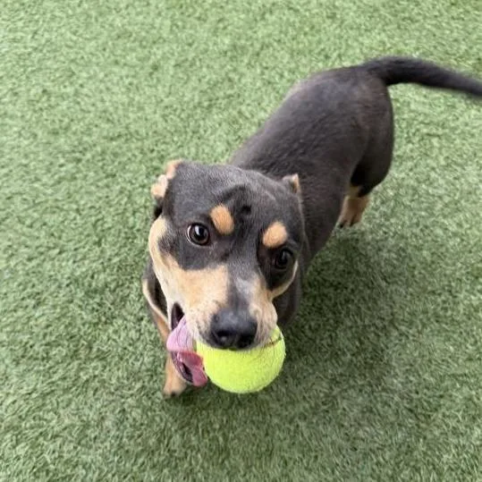 A young small-sized male Gray / Blue / Silver Dachshund dog named Denim for adoption in Hawthorne, CA