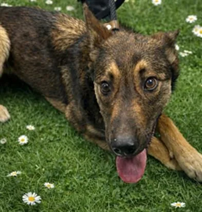 A young medium-sized female German Shepherd Dog dog named Sweety for adoption in Van Nuys, CA