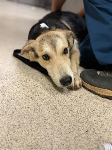 A young small-sized female German Shepherd Dog dog named Meygan for adoption in Riverside, CA