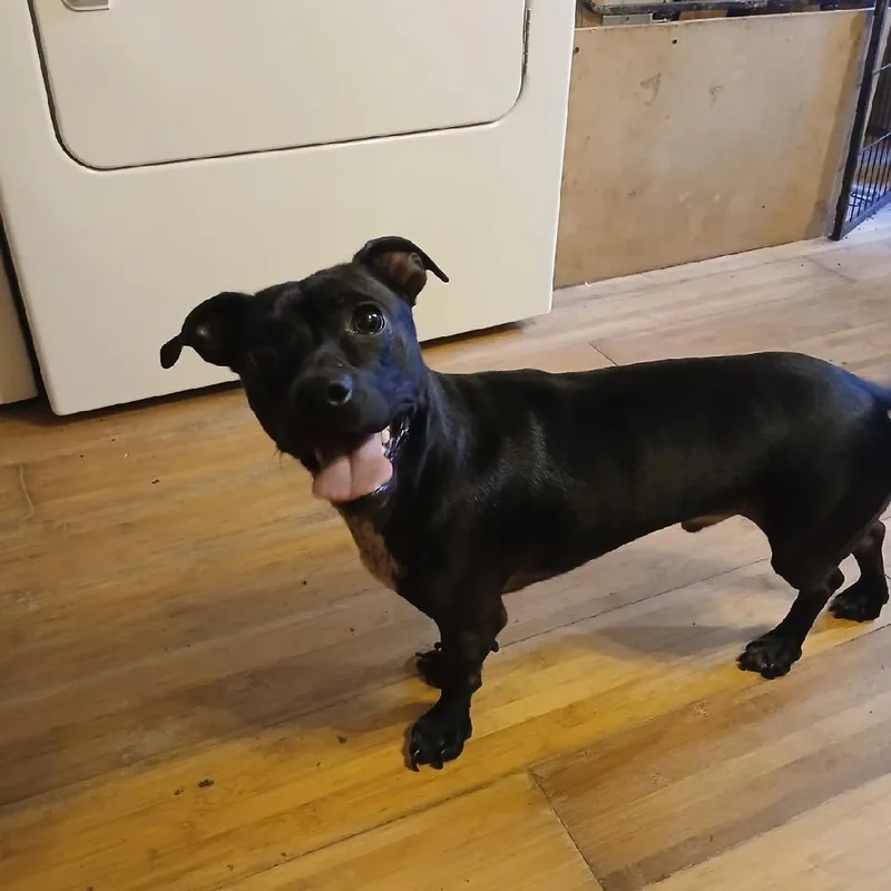 A young small-sized male Black Terrier dog named Ben for adoption in Chicopee, MA