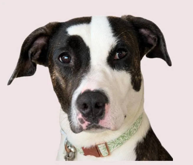 A baby large-sized female Hound dog named Cora for adoption in tampa, FL