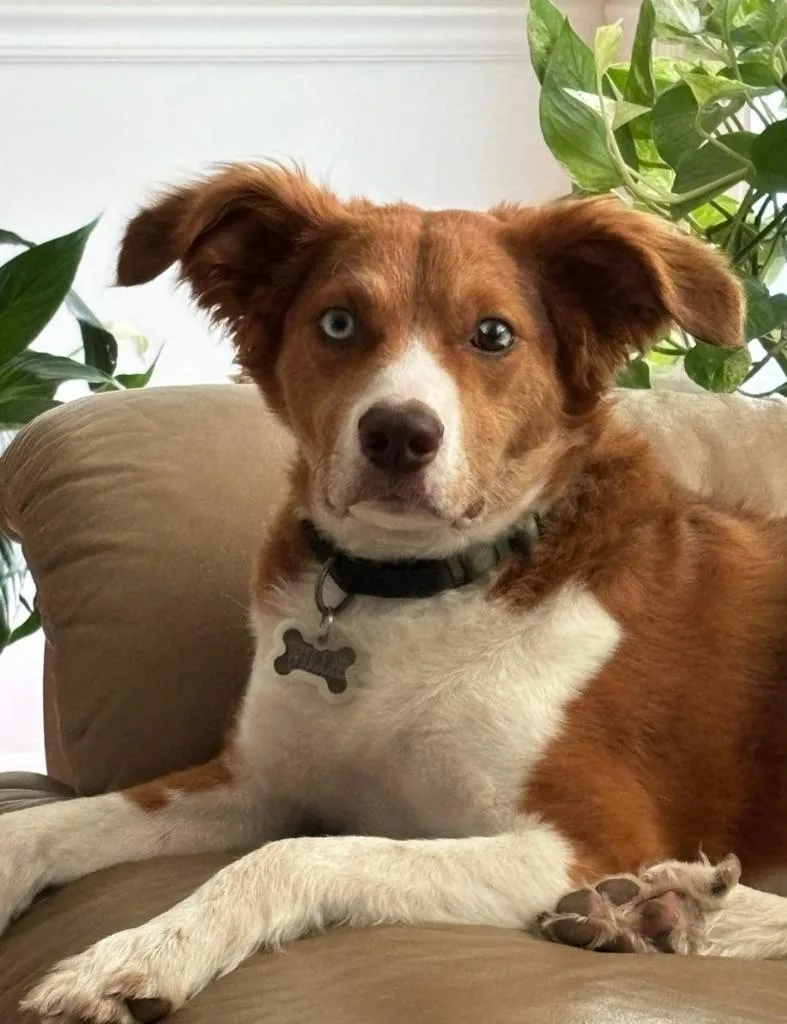 An adult medium-sized male Australian Shepherd dog named Willie for adoption in Sebastian, FL