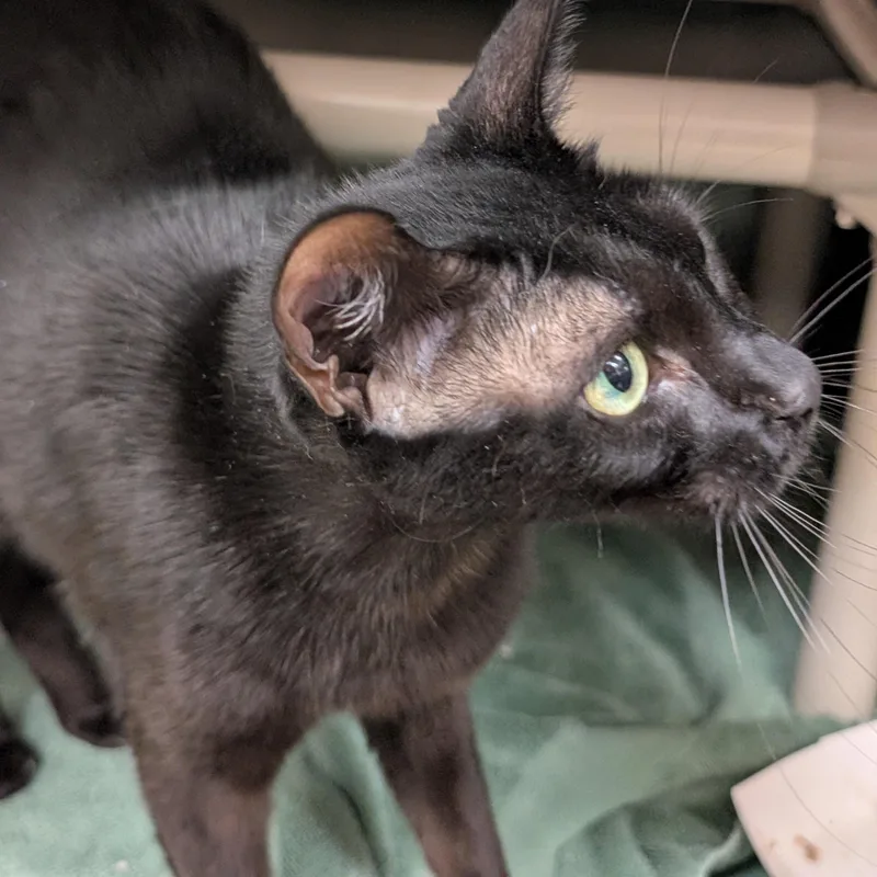 An adult medium-sized female Black Domestic Short Hair cat named Pepper for adoption in St. Augustine, FL